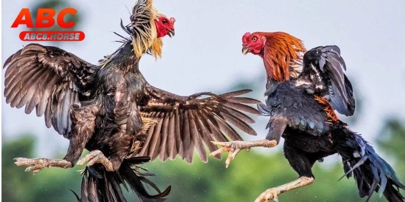 Trận Đá gà ABC8 với chiến thuật thông minh