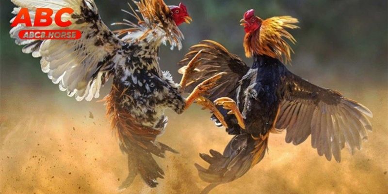 Trận trực tiếp đá gà cựa dao đầy chiến thuật