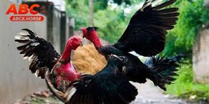 Đá Gà Cựa Sắt Hấp Dẫn Và Trực Tiếp Tại ABC8 Hôm Nay