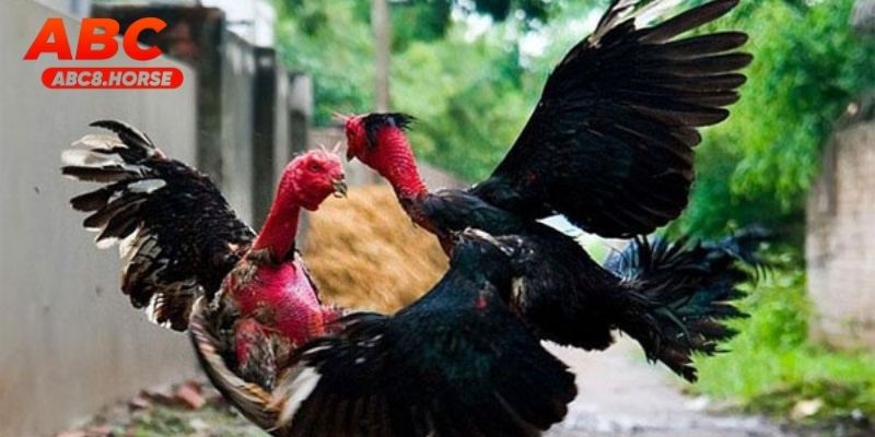 Đá Gà Cựa Sắt Hấp Dẫn Và Trực Tiếp Tại ABC8 Hôm Nay