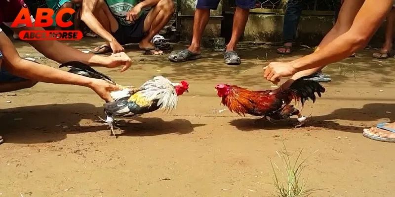 Kinh nghiệm giúp thắng cược đá gà sv388 