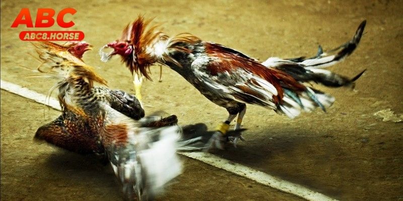 Trận đá gà sv388 tại abc8 với chiến thuật thông minh